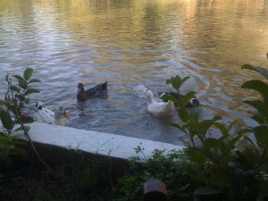 avecillas hambrientas a la hora de nuestro almuerzo